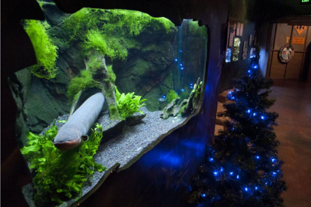 A photo of an electric eel inside an aquarium lighting up a christmas tree.