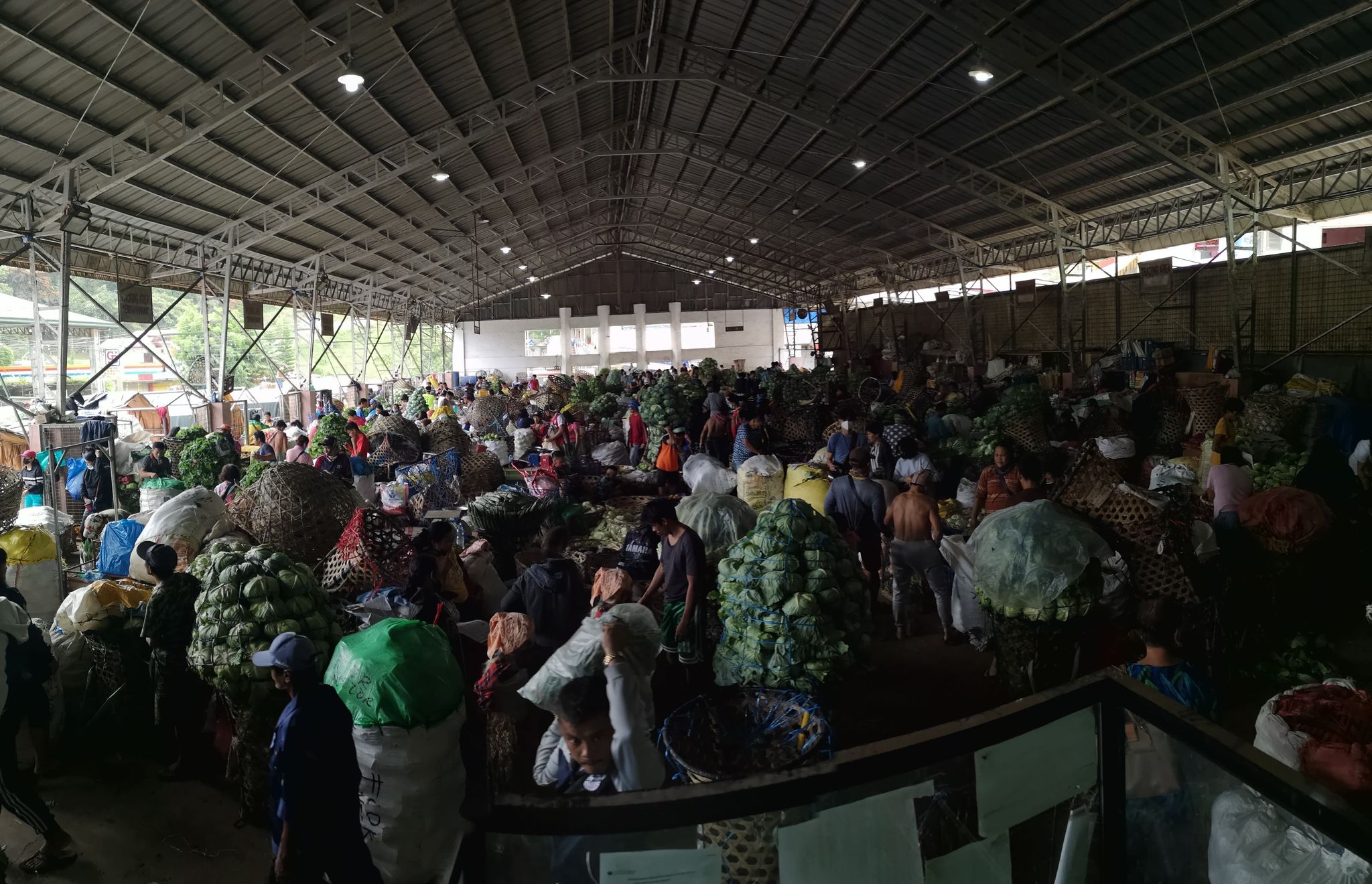 Dalaguete farmers reel as oversupply of cabbage causes prices to plunge