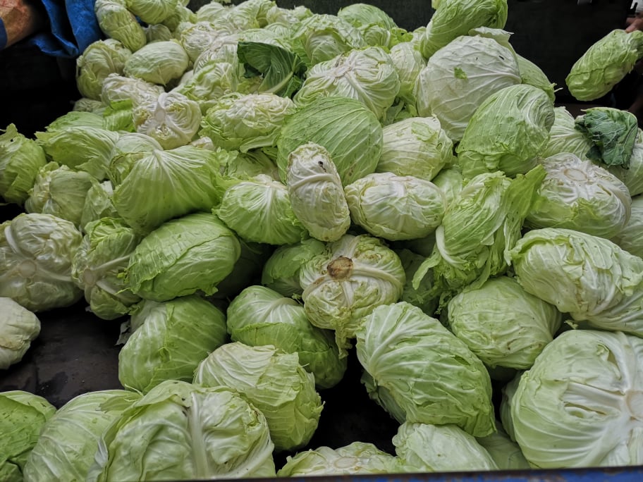 Surplus cabbage cleaned and given to residents in the coastal areas of Dalaguete town.