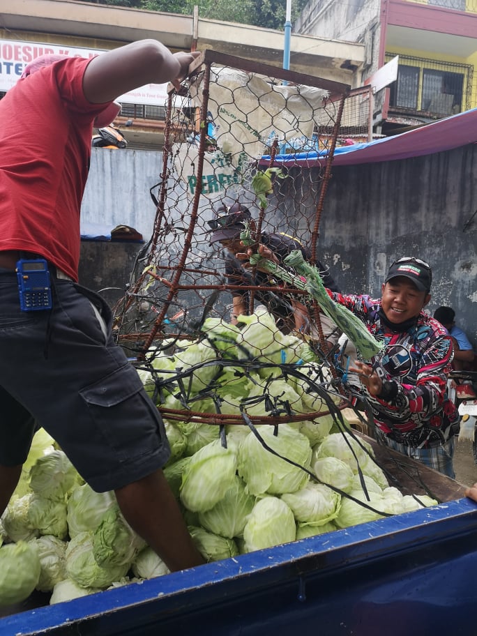 SURPLUS CABBAGE. Volunteers remove parts of the 500 kilos of surplus cabbage that have withered. These were then given free to folks in coastal areas. 