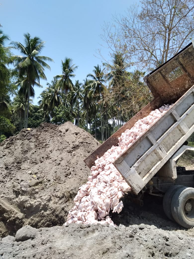 NMIS buries two truckloads of contaminated dressed chicken in Central Visayas.