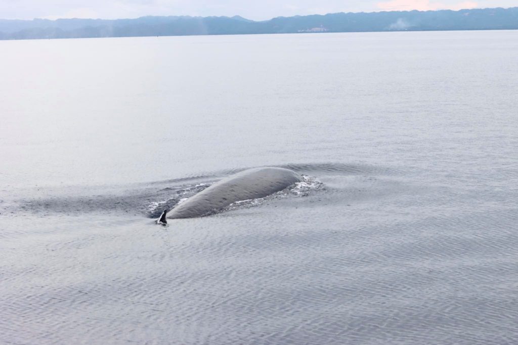 Researchers made 1st documented sighting of Byrde’s whale in Tañon Strait