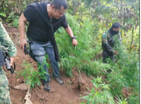 Police from the 2nd Police Provincial Mobile Force Company (PFMC) prepare to uproot the marijuana plants in Sitio Kalubihan, Barangay Tunghay, Toledo City during the May 24, raid. | Photo courtesy of 2ND PMFC