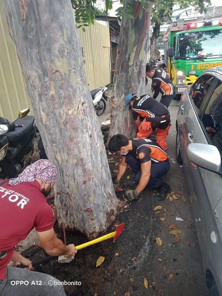 The Cebu City government is planning to create a group to rescue dying trees in the city.
