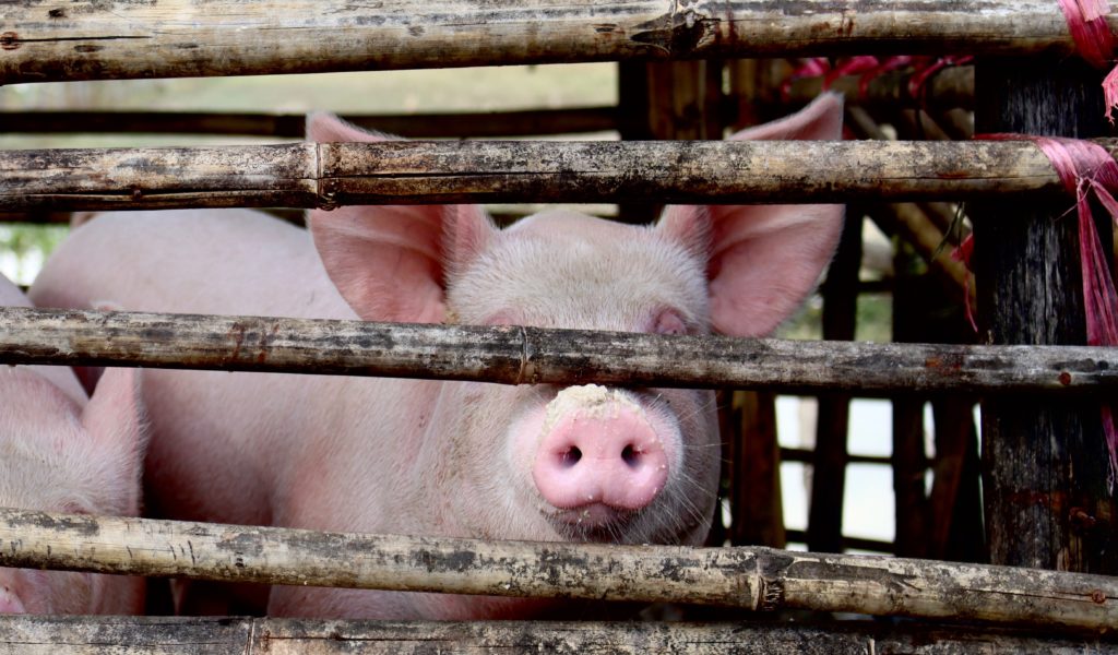 Cebu province resumes exporting live hogs in limited capacity