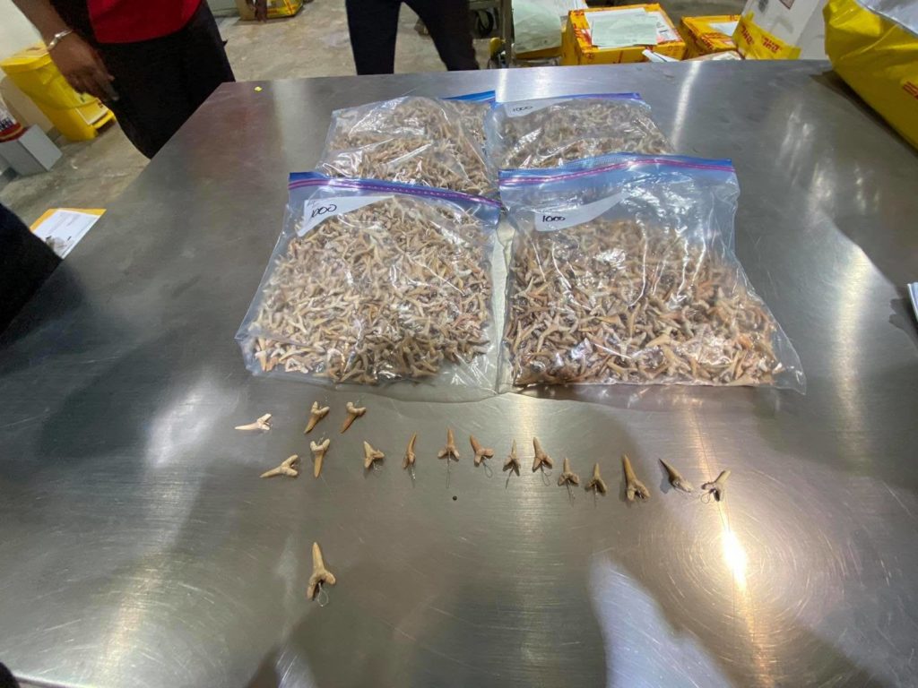 Close to 5 kg of shark teeth intercepted at Mactan