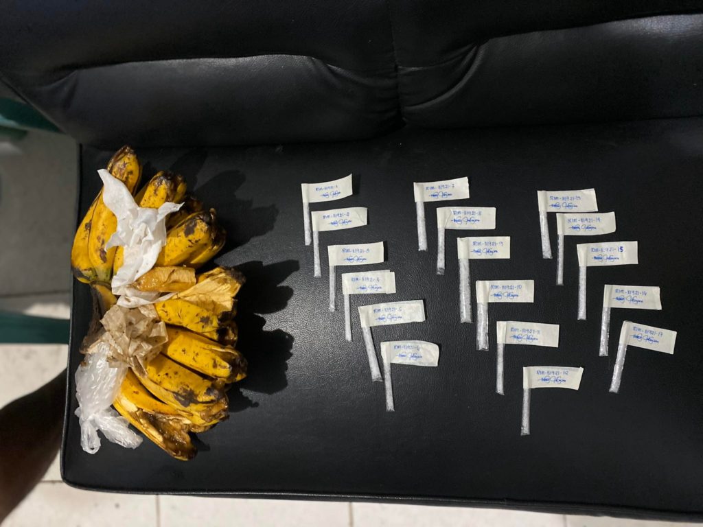 bid to bring shabu inserted inside bananas inside Cebu City jail foiled. In photo are the bunch of bananas and the sachets of suspected shabu found inside the bananas.