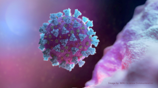 FILE PHOTO: A computer image created by Nexu Science Communication together with Trinity College in Dublin, shows a model structurally representative of a betacoronavirus which is the type of virus linked to COVID-19, shared with Reuters on February 18, 2020. NEXU Science Communication/via REUTERS