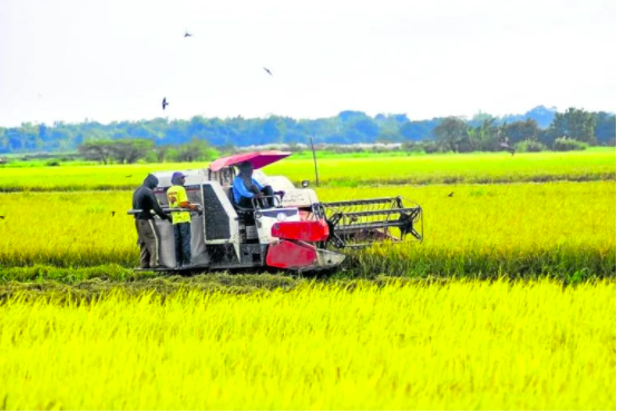 Govern agriculture right, says Cielito F. Habito. In photo are farmers harvesting rice at Barangay Unzad, Villasis town in Pangasinan Province. | FILE PHOTO