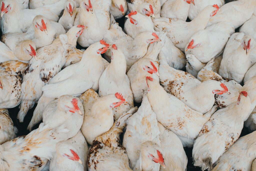 Cebu bans all poultry products and byproducts from Luzon