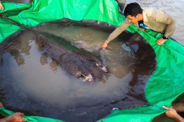 Photo of freshwater fish for story:Mekong villagers land heaviest ever freshwater fish