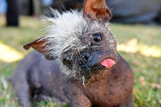 Photo of Mr. Happy Face for story:Check out the world’s ugliest dog, Mr Happy Face