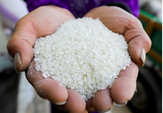 A farmer shows rice grains after harvesting them from a field REUTERS FILE PHOTO