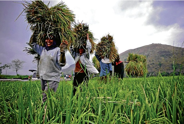 Myths and misconceptions of the agriculture and agribusiness sector in the country. Inquirer.net file photo