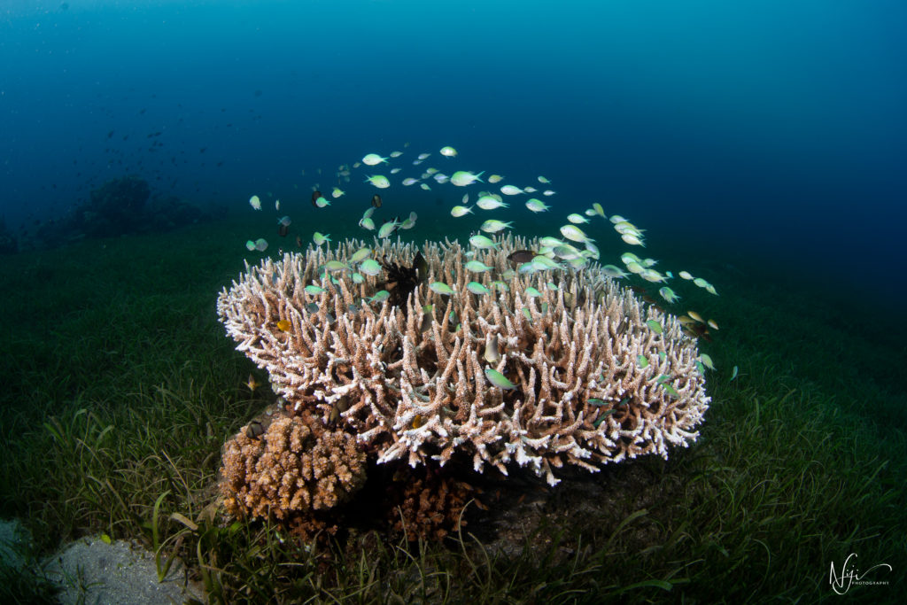 Photo of.coral for story: Zamboanguita, Dauin to host 2022 Dive7 Festival
