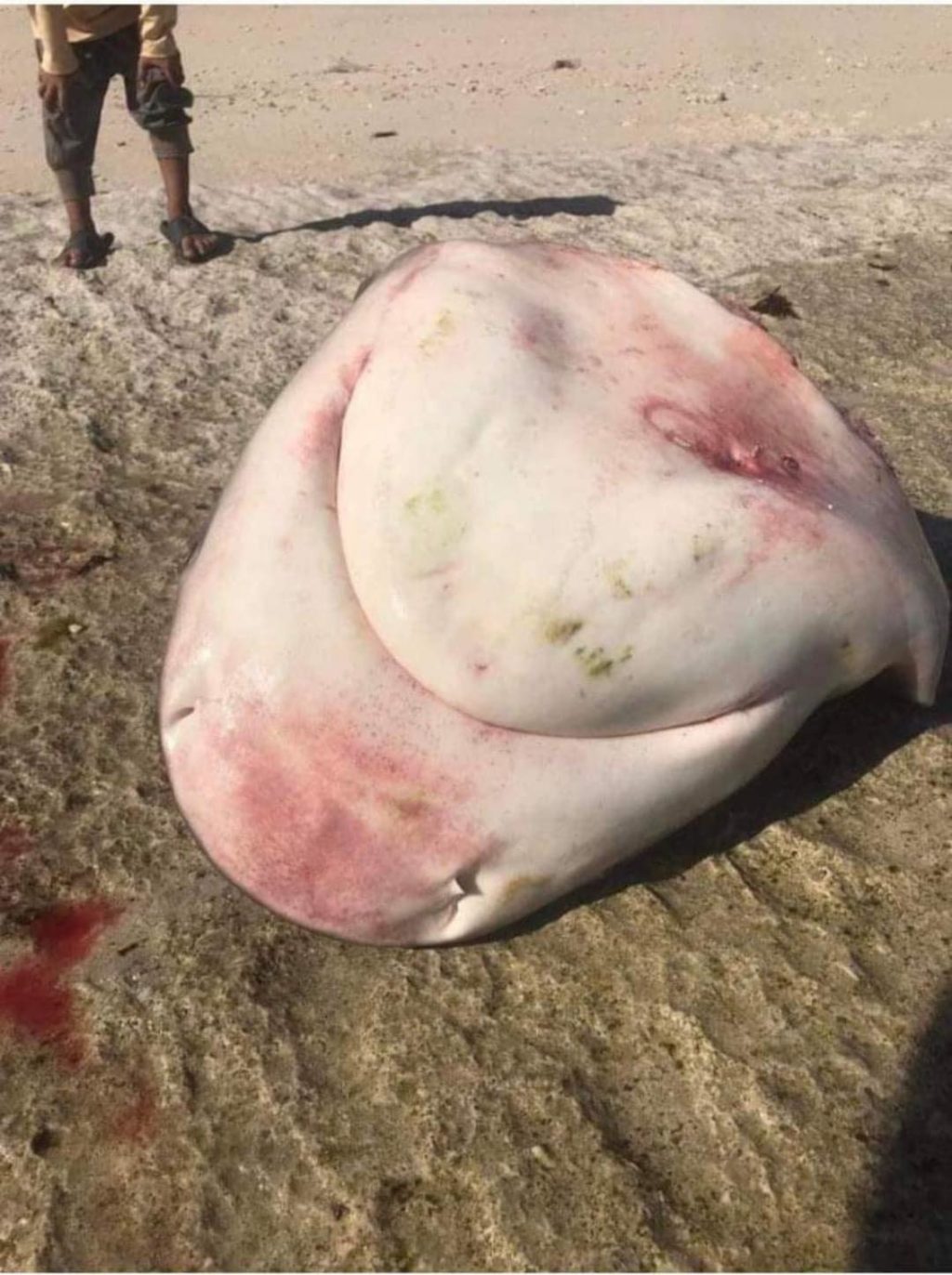DAANBANTAYAN ORDERS PROBE ON MUTILATED SHARK HEAD FOUND IN MALAPASCUA. A mutilated shark head found in the shores of Malapascua Island has prompted Daanbantayan LGU to order an investigation on how this happened and to arrest the culprit. | Photo courtesy of Daanbantayan LGU