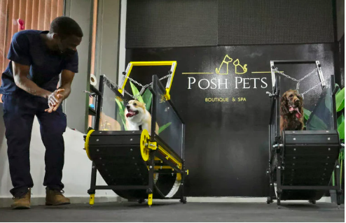 Dogs run on a treadmill at the ‘Posh Pets’ boutique and spa in Abu Dhabi on August 16, 2022. AFP