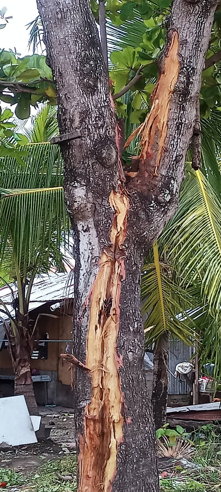 A tree in Talisay City is nearly split in half after it was hit by lightning at noon on Thursday, Sept. 29. The lightning strike that hit the tree also threw the children nearby causing them to suffer cuts and bruises. | Yel Rivera via Paul Lauro