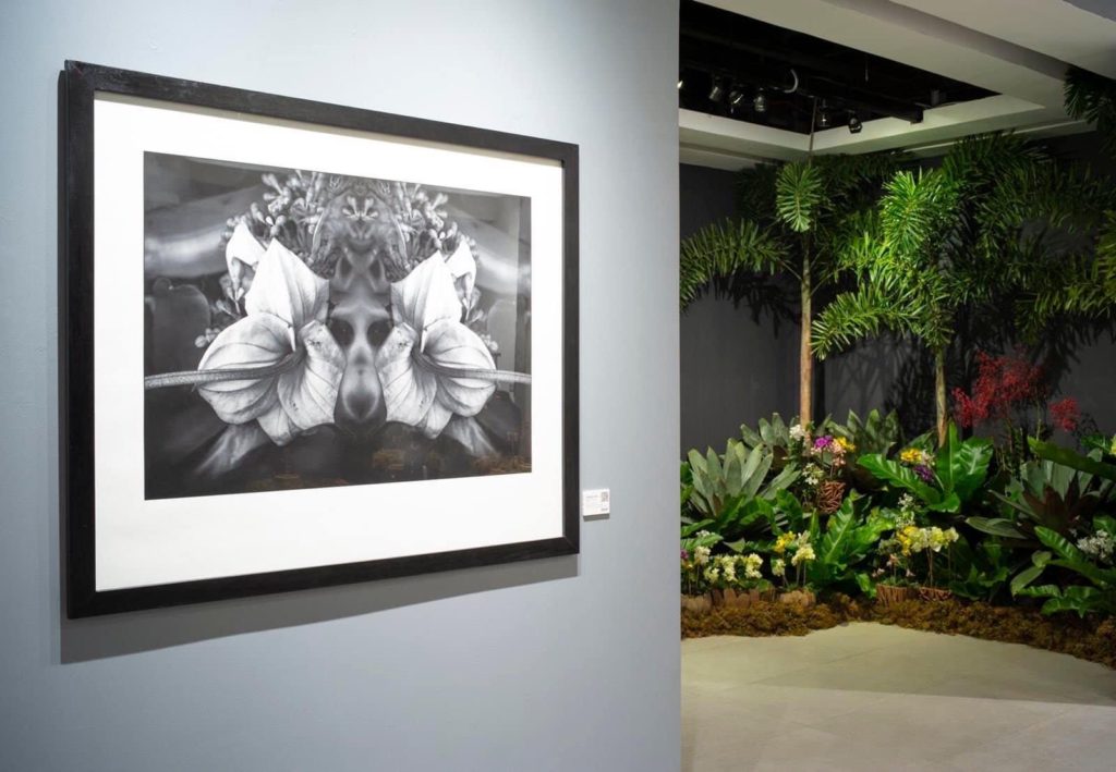 Dangerous Beauty exhibit features Amanda LuYm's fine art photography ...