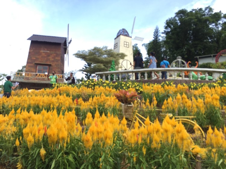 Sirao flowers now in bloom for Kalag-Kalag visitors. In photo are yellow celosias are now in bloom at the Sirao Garden - Little Amsterdam in the mountain barangay of Sirao in Cebu City.