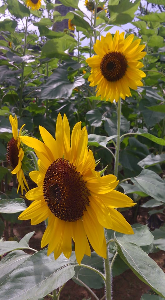Sirao flowers now in bloom for Kalag-Kalag visitors. In photo are sunflowers at the Sirao Garden. 
