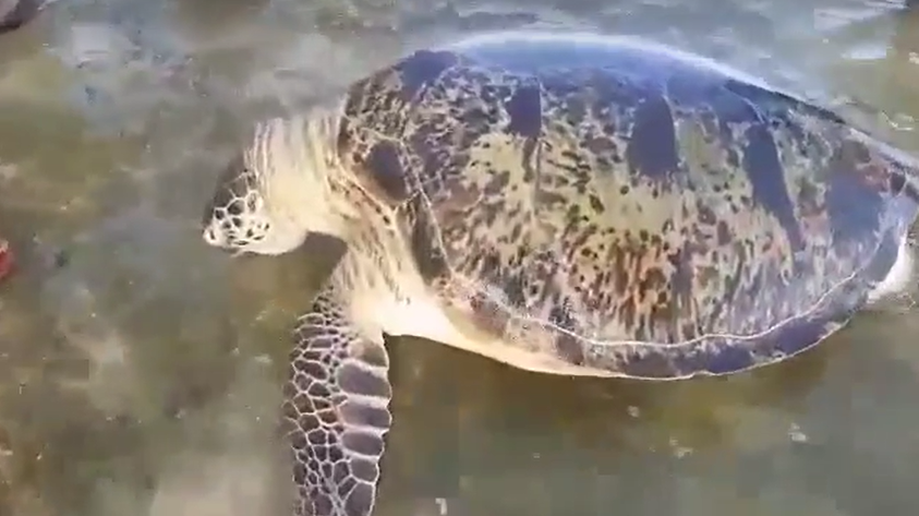 sea turtle dead