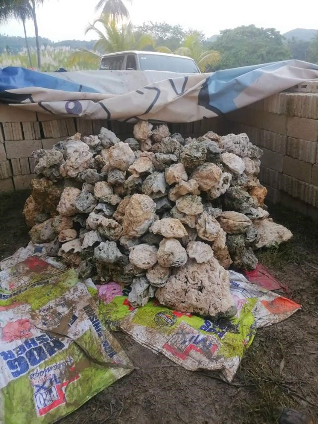 Farmer nabbed in Borbon, Cebu for selling endangered giant clams