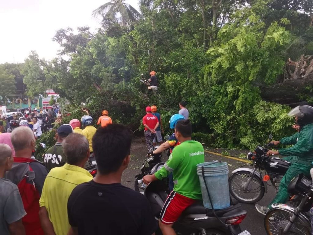 The branches of a fallen acacia tree fell on a couple on a motorcycle passing along the highway in Catmon town in northern Cebu early this morning, Oct. 7. | Contributed photo via Paul Lauro