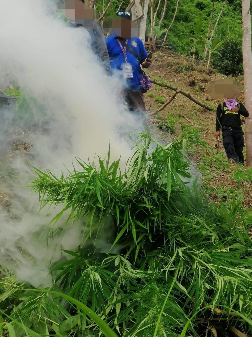 Police destroy P800,000 marijuana plantation in Toledo, nab cultivator