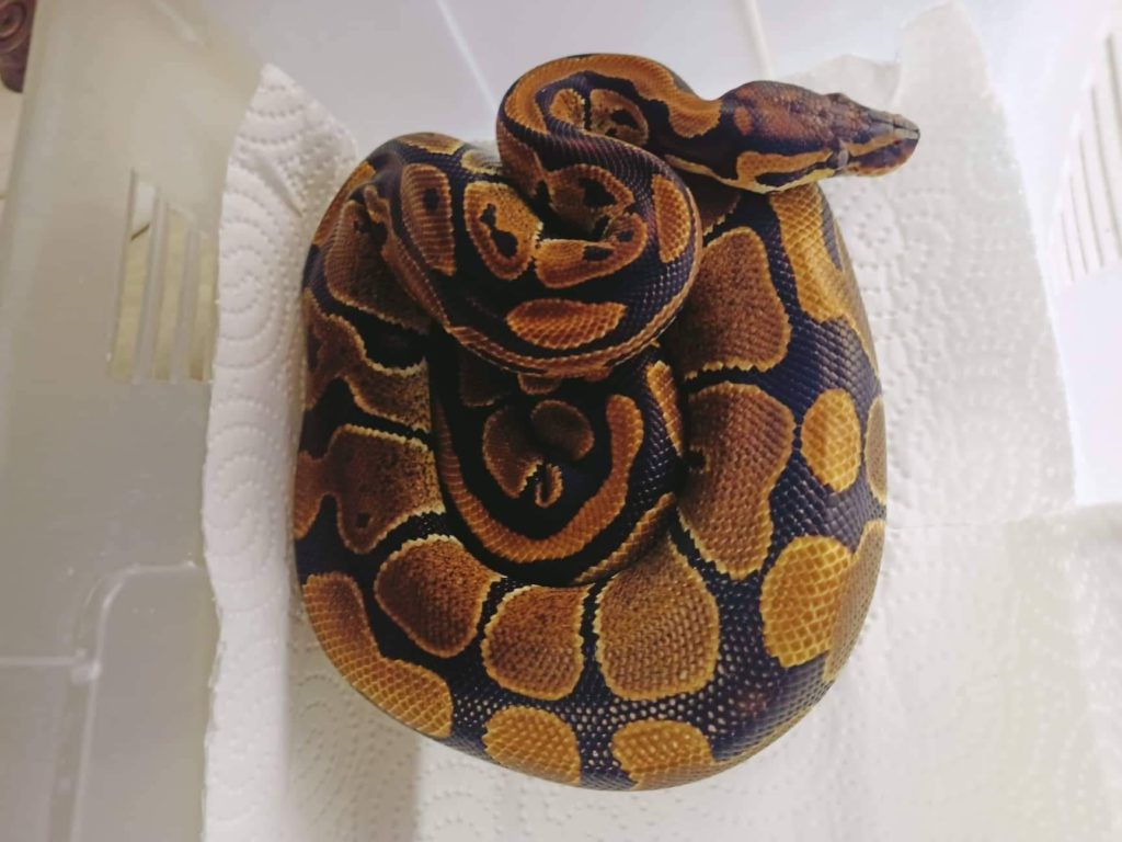 Man nabbed for allegedly selling pythons without permits