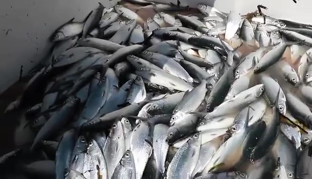 The Barangay Mactan Fisherfolk Association in Lapu-Lapu City harvested around 400 kilograms of bangus on Sunday, Nov. 6, 2022 from a fish cage along the shoreline of the barangay. | Contributed photo via Futch Anthony Inso