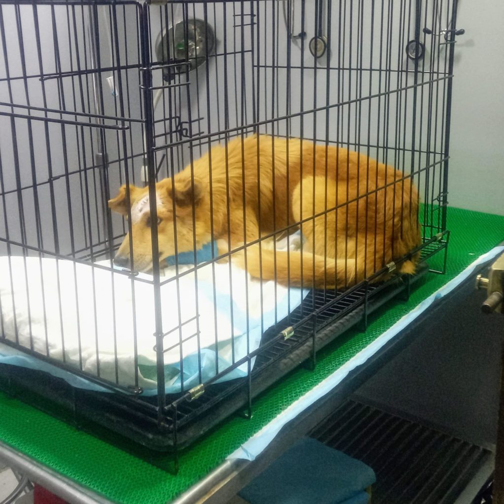 City councilor seeks justice for Bonbon, the dog who suffered animal cruelty. In photo is Bonbon recovering from his wound at the veterinarian's clinic.