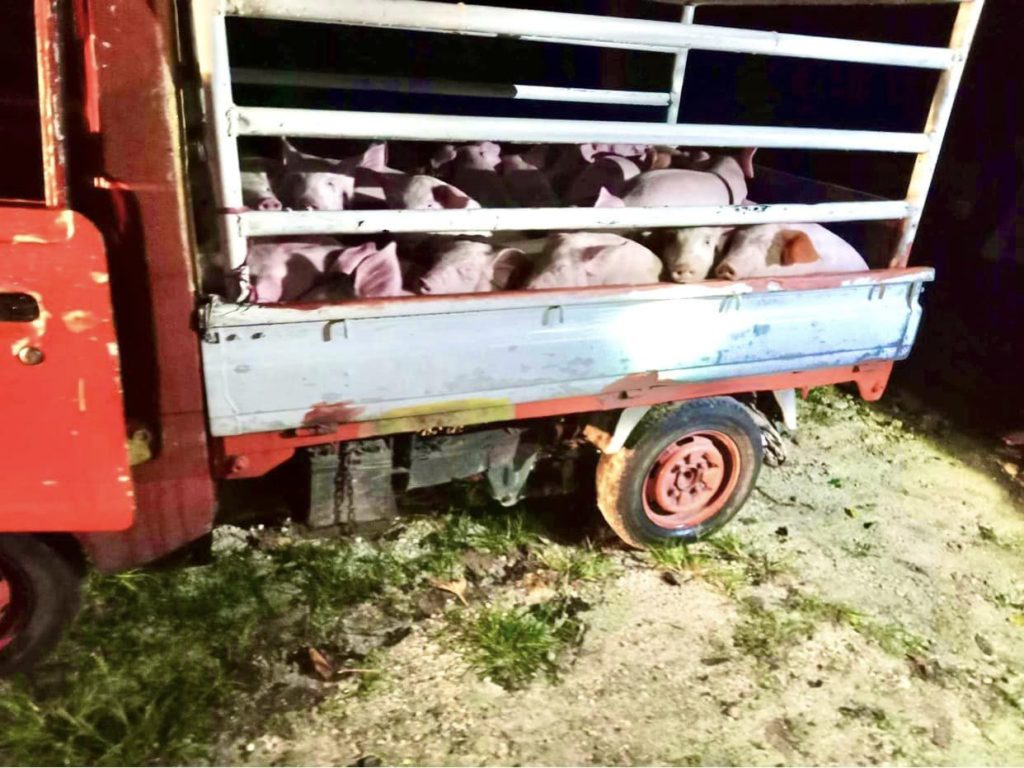 37 smuggled, live pigs intercepted in SanRem, Cebu