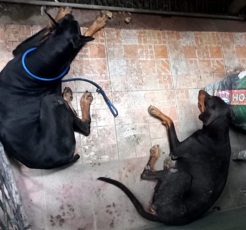 VIRAL: Family in Cebu takes care, finds owners of lost dogs