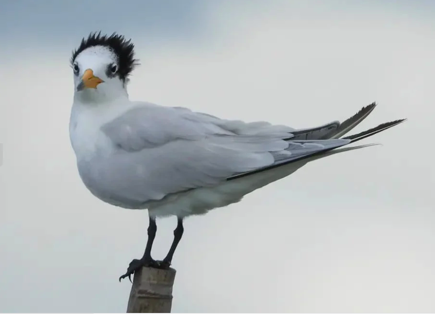 Rare Chinese crested tern (Photo from DENR Davao’s Facebook Page)