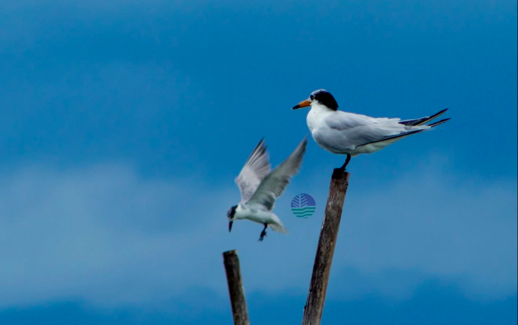 Rare Chinese crested terns (Photo from DENR Davao’s Facebook Page)
