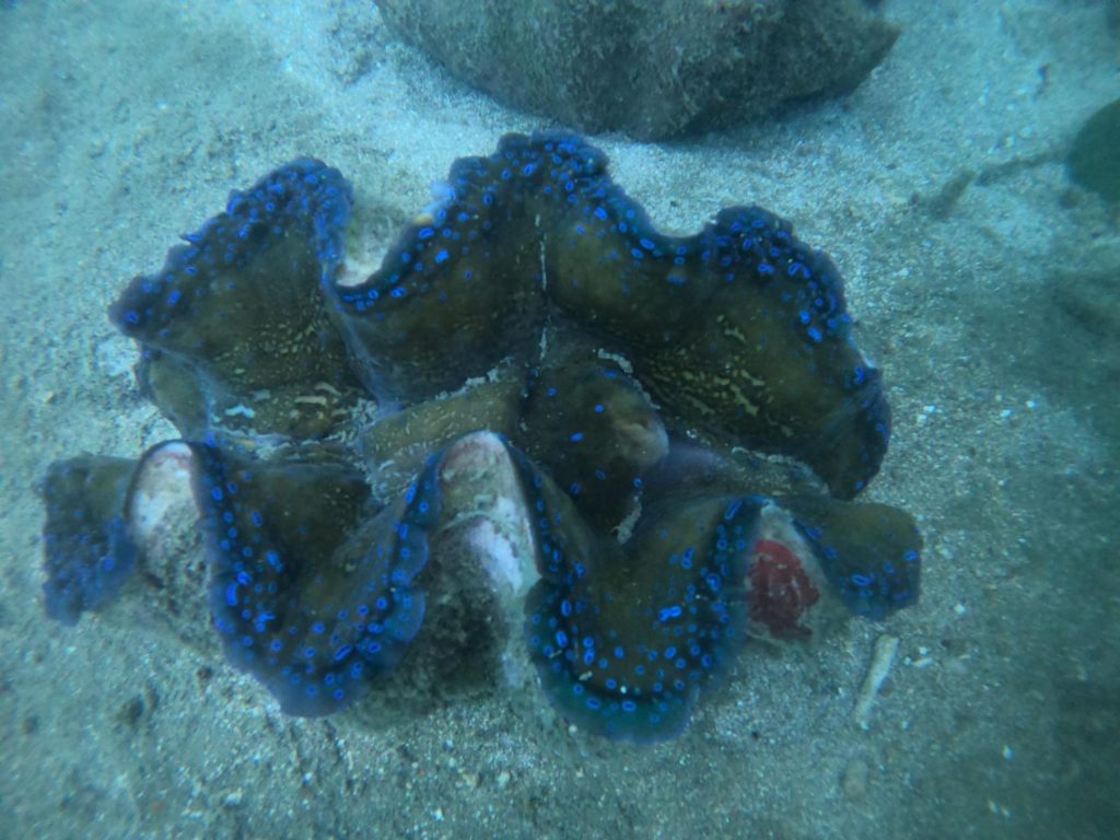 Bohol province's giant clams kept at the marine sanctuary in Alburquerque town.