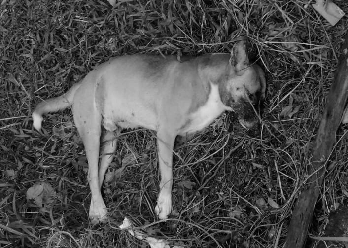 This is one of the dogs, who was found dead in a subdivision in Naga City in southern Cebu, who was believed to have died of poisoning. | Contributed photo