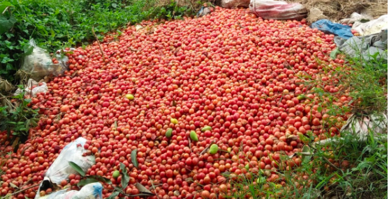 Consumers have recently expressed their dismay over the dumping of kilograms of tomatoes in Nueva Vizcaya due to oversupply. Photo: Courtesy of Vivian Faye Baluca Fermantez/Facebook