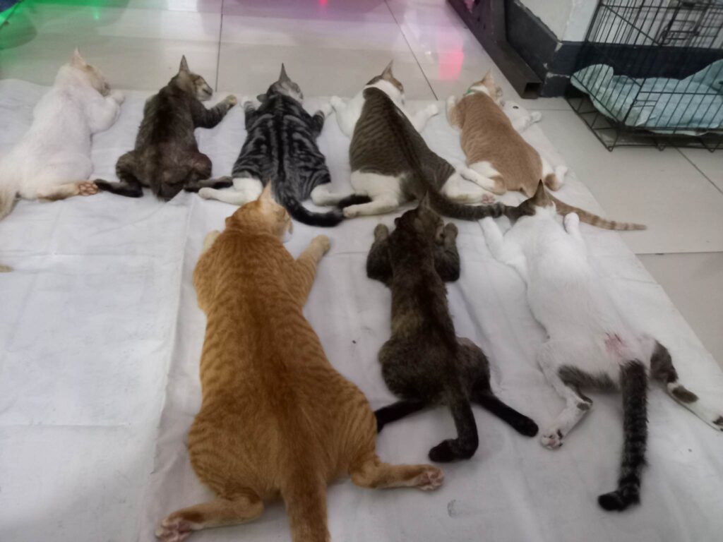 Some 50 cats and dogs have been neutered, spayed and vaccinated as part of the Mandaue Veterinarian's activities to mark the Anti-Rabies Awareness Month. | Mary Rose Sagarino