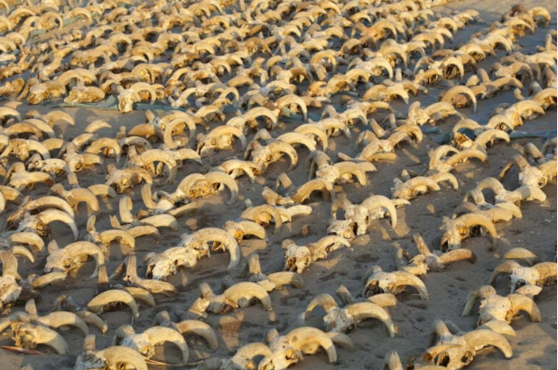 A view of around 2,000 mummified rams heads uncovered during excavation work carried out by an American mission from New York University- Institute for the Study of the Ancient World (ISAW) at the temple of Ramesses II in Abydos, Sohag Governorate, Egypt, in this handout image released on March 25, 2023. The Egyptian Ministry of Antiquities/Handout via REUTERS