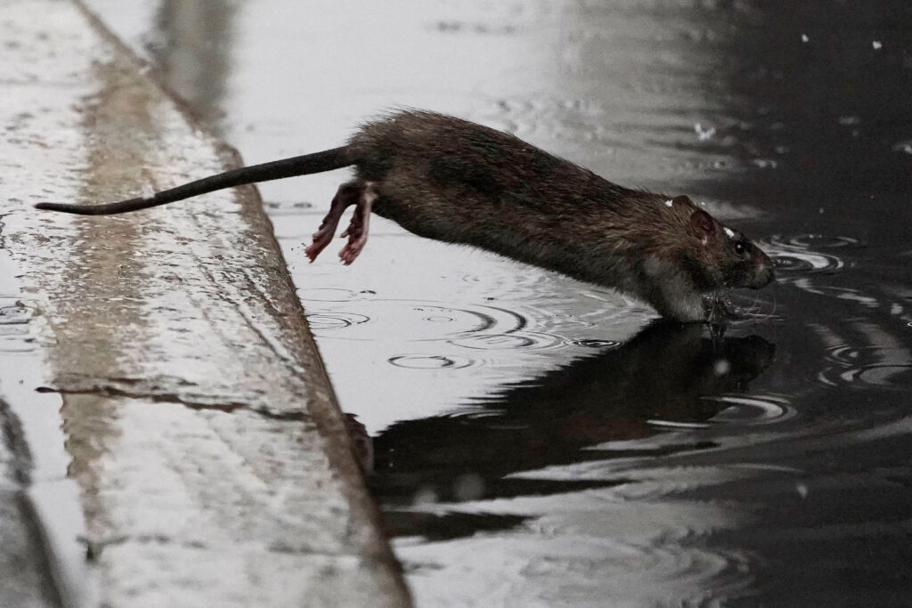 A rodent or rat jumps into a puddle in the snow in the Manhattan borough of New York City, New York, U.S. in this photo taken on December 2, 2019. 