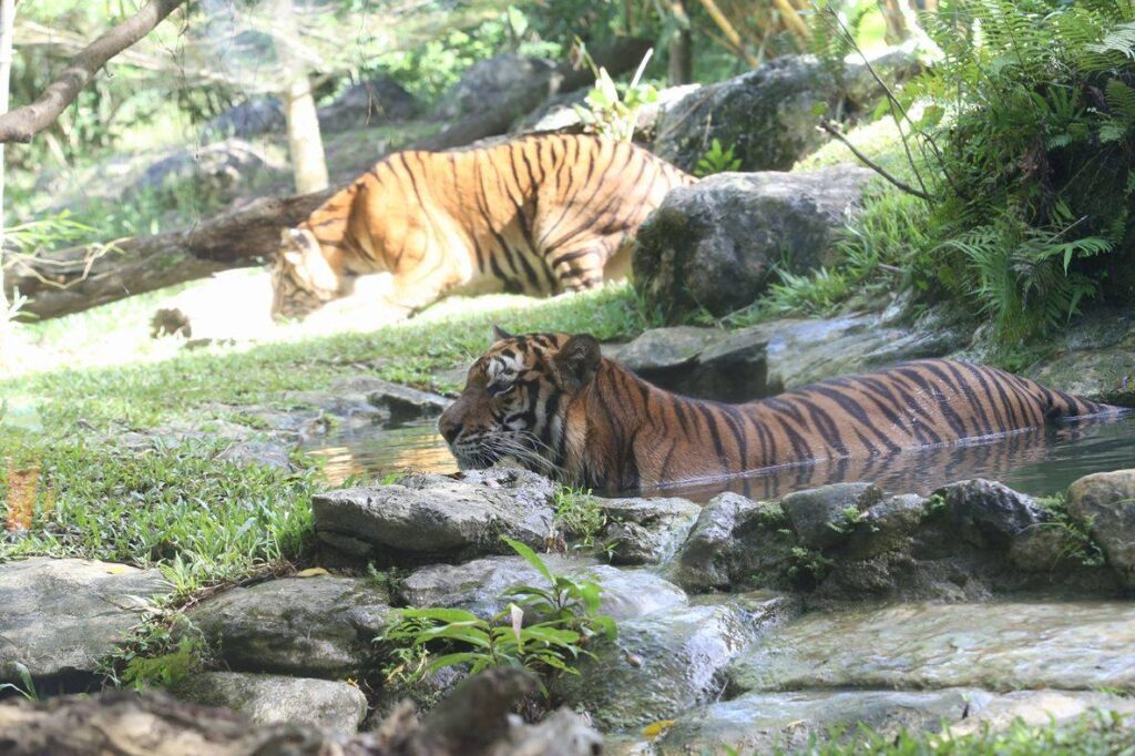Two tigers lounging in the water