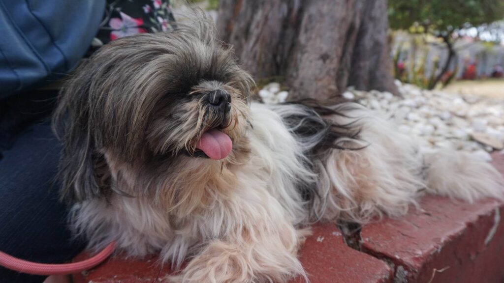 Holy Week is for fur babies, too. Cute, a Shih Tzu, has accompanied Nanay Fe and her husband on several of the couple's trips such as the one in Sorsogon and Leyte. | Morexette Marie Erram
