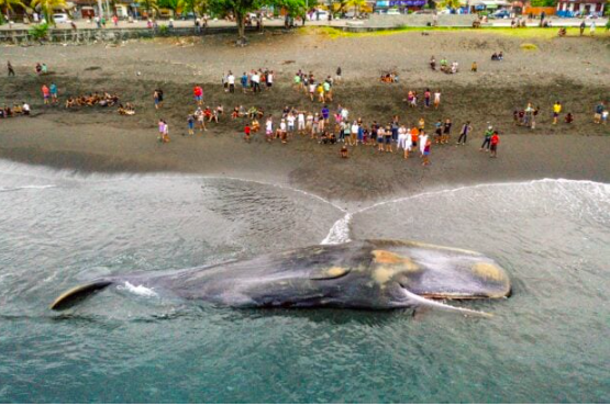 This aerial picture shows villagers looking at a dead sperm whale (Physeter Macrocephalus) that stranded at Yeh Malet beach, in Klungkung, on April 5, 2023. (Photo by DICKY BISINGLASI / AFP)