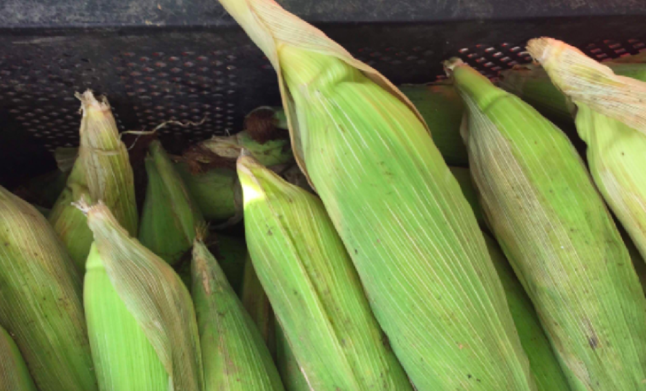 Heat starts draining M. Cebu water sources: Measures in place but farmers feel ‘hot pinch’. Farmers in Cebu City's upland barangays also grow sweet corn, which they sell to mountain barangay visitors. | CDN Fiile photo