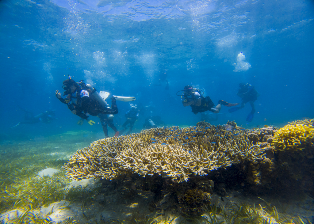 Diving in Panglao's Momo beach where one finds coral reefs