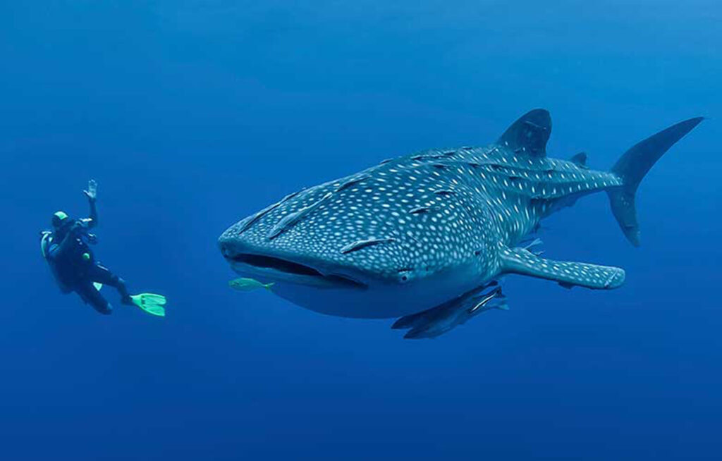 A diver swimming with a butanding or whale shark in crystal clear waters