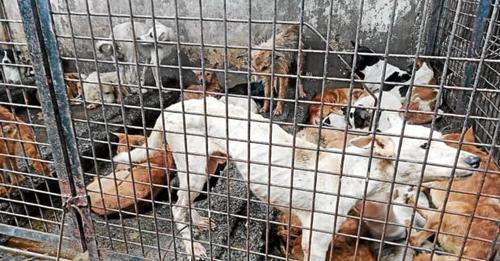 stray dogs impounded