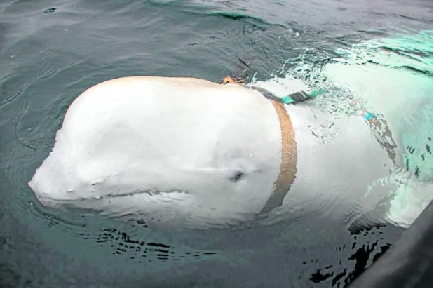 This file handout photo taken on April 26, 2019, released by the Norwegian Directorate of Fisheries (Sea Surveillance Service) shows a white whale wearing a harness, which was discovered by fishermen off the coast of northern Norway. The harness-wearing beluga whale that turned up in Norway in 2019, sparking speculation it was a spy trained by the Russian navy, has appeared off Sweden’s coast, an organization following him said on May 29, 2023. (Photo by JORGEN REE WIIG, Norwegian Directorate of Fisheries / Agence France-Presse)